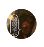 可愛い犬。チャーミー！2（個別スタンプ：4）