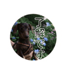 可愛い犬。チャーミー！2（個別スタンプ：5）