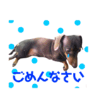 可愛い犬。チャーミー！2（個別スタンプ：6）