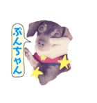 可愛い犬。チャーミー！2（個別スタンプ：8）