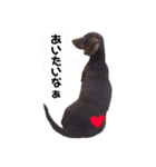 可愛い犬。チャーミー！2（個別スタンプ：9）
