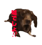 可愛い犬。チャーミー！2（個別スタンプ：10）