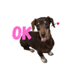 可愛い犬。チャーミー！2（個別スタンプ：11）