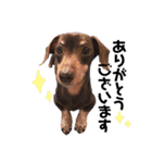 可愛い犬。チャーミー！2（個別スタンプ：12）