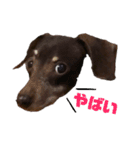 可愛い犬。チャーミー！2（個別スタンプ：13）