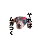可愛い犬。チャーミー！2（個別スタンプ：14）