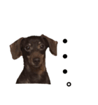 可愛い犬。チャーミー！2（個別スタンプ：16）