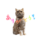 ぶさかわネコ チロル（個別スタンプ：3）