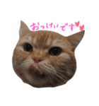 ぶさかわネコ チロル（個別スタンプ：4）
