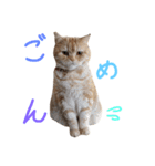 ぶさかわネコ チロル（個別スタンプ：5）