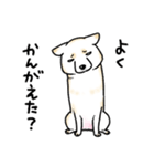 柴犬スタンプ15～白柴～やさぐれ編（個別スタンプ：31）