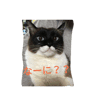 つぶやきネコ。（個別スタンプ：6）