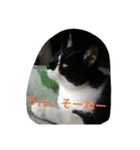 つぶやきネコ。（個別スタンプ：7）