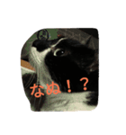 つぶやきネコ。（個別スタンプ：8）