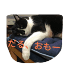 つぶやきネコ。（個別スタンプ：9）
