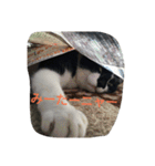 つぶやきネコ。（個別スタンプ：10）
