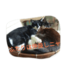 つぶやきネコ。（個別スタンプ：16）