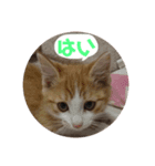 りんたろう＆ももたろう（個別スタンプ：7）