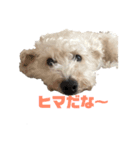 コムギとシエル（個別スタンプ：2）