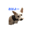コムギとシエル（個別スタンプ：3）