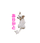 コムギとシエル（個別スタンプ：15）