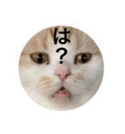 とろ猫3（個別スタンプ：1）