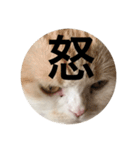 とろ猫3（個別スタンプ：2）