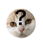 とろ猫3（個別スタンプ：4）