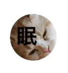 とろ猫3（個別スタンプ：8）