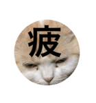 とろ猫3（個別スタンプ：10）