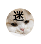 とろ猫3（個別スタンプ：11）