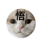 とろ猫3（個別スタンプ：12）