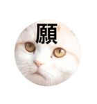 とろ猫3（個別スタンプ：14）