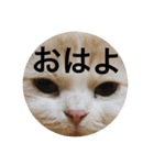 とろ猫3（個別スタンプ：15）