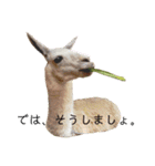 リャマとアルパカ（個別スタンプ：8）