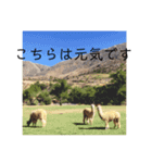 リャマとアルパカ（個別スタンプ：14）