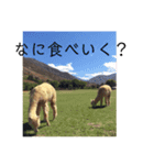 リャマとアルパカ（個別スタンプ：16）