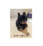 可愛い子犬です（個別スタンプ：3）