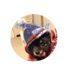 可愛い子犬です（個別スタンプ：4）