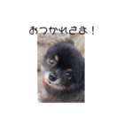 可愛い子犬です（個別スタンプ：6）