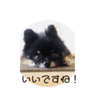 可愛い子犬です（個別スタンプ：7）
