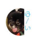 可愛い子犬です（個別スタンプ：8）