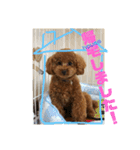 ウチの子スタンプ～MOPUN＆LOVEと時々…大福（個別スタンプ：4）
