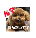 ウチの子スタンプ～MOPUN＆LOVEと時々…大福（個別スタンプ：5）