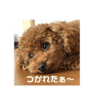 ウチの子スタンプ～MOPUN＆LOVEと時々…大福（個別スタンプ：6）