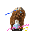 ウチの子スタンプ～MOPUN＆LOVEと時々…大福（個別スタンプ：12）