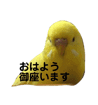 インコのサスケ君（個別スタンプ：1）