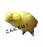 インコのサスケ君（個別スタンプ：2）