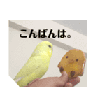 インコのサスケ君（個別スタンプ：3）