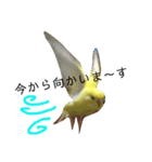インコのサスケ君（個別スタンプ：4）